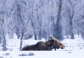 Moose in the snow 