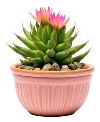 PNG Pot of Echinopsis cactus plant inflorescence - obrazy, fototapety, plakaty