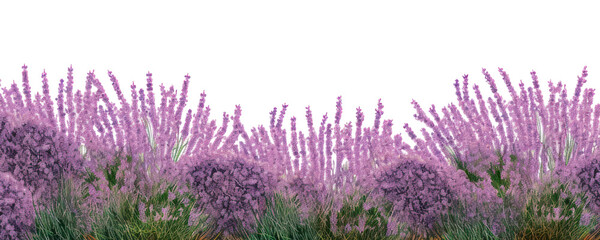 PNG Lavender blossom flower plant