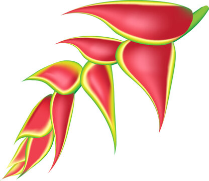 jungle flower,leaves  tropic set. isolated elements. Palm leaf, monstera, pink plumeria flower,hibiscus blossom, exotic tropical summer flowers and leaves.