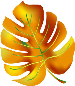 jungle flower,leaves  tropic set. isolated elements. Palm leaf, monstera, pink plumeria flower,hibiscus blossom, exotic tropical summer flowers and leaves.