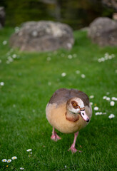 Egyptian goose walking on grass with daisies. Seen in Holland Park, a public park in the London borough of Kensington. Egyptian goose (Alopochen aegyptiaca).