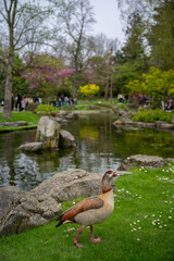 Egyptian goose in Kyoto Garden, a Japanese garden in Holland Park, London, UK. Holland Park is a public park in the London borough of Kensington. Egyptian goose (Alopochen aegyptiaca).