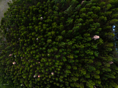 pinos desde arriba