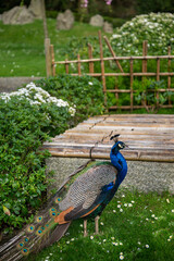 Peacock in Kyoto Garden, a Japanese garden in Holland Park, London, UK. Holland Park is a public...