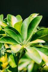 Obraz premium arbusto