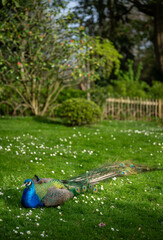 Peacock sitting on the grass in Kyoto Garden, a Japanese garden in Holland Park, London, UK. Holland Park is a public park in the London borough of Kensington. Indian peafowl (Pavo cristatus).