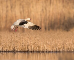A Snow Goose prepares for a water landing.