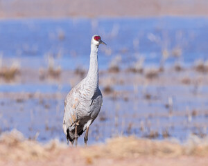 A Sandhill Crane stands tall in Bosque del Apache National Wildlife Refuge, New Mexico.