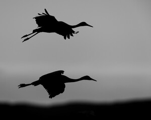 A pair of Sandhill Cranes are silhouetted against the evening sky.