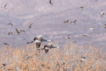 Sandhill Cranes navigate a flock of Waterfowl on Bosque del Apache National Wildlife Refuge, New Mexico
