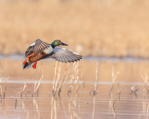 A Northern Shoveler prepares a water landing.