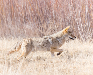 A coyote looks for a meal .