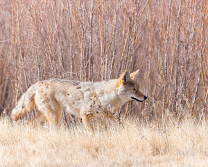 A coyote looks for a meal.