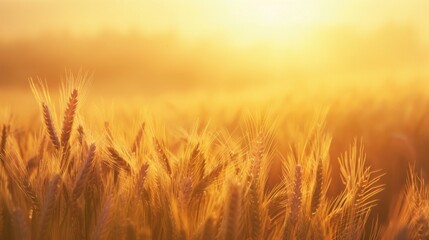 Golden Hour Glow Over Wheat Field at Sunset