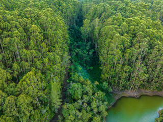 view of green forest