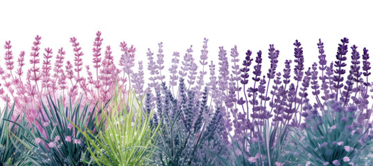 PNG  Landscape lavender backgrounds outdoors