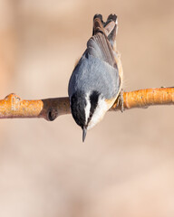A Red-breasted Nuthatch gets ready to fly from a perch.