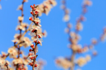 Flowers and flowering trees in early spring. Spring background with copy space
