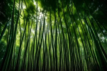 Fototapete Rund bamboo forest in the morning © Goshi