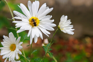 Fototapeta premium A white flower with a yellow center is being pollinated by a bee