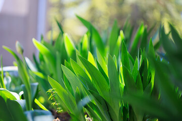 A bunch of green plants with leaves are in a pot