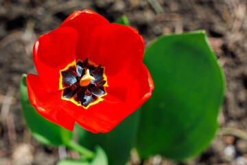 A red flower with a yellow center is in the foreground
