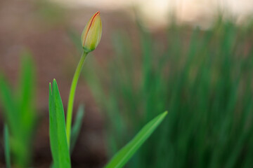 A single flower with a yellow center and red tip