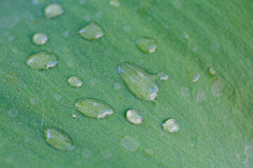 The leaf is wet with raindrops. Background with copy space for text