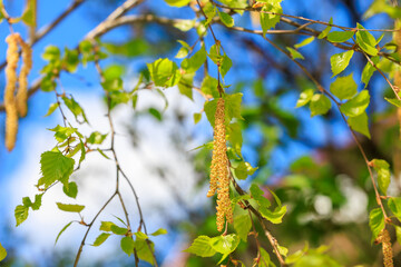 A tree with yellow flowers is in the middle of a blue sky