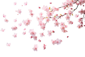 PNG Cherry blossom leaves backgrounds flower plant
