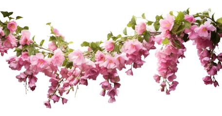 PNG Hanging flower bushes blossom plant petal. - obrazy, fototapety, plakaty