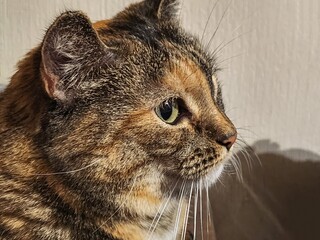 A close-up image of a beautiful cat with fluffy brown, orange, and white fur. The cat has long white whiskers and its eyes are narrowed. The background is blurred, adding depth and focus to the image.