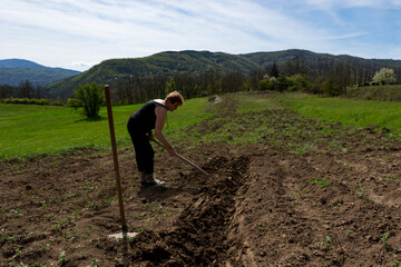 Woman farmer digging holes with a hoe in a field, preparing them for planting potatoes on a sunny,...