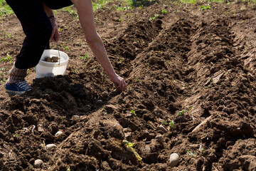 Close up of a farmer lowering a potato seed into a furrow in the soil, holding a bucket of potatoes...