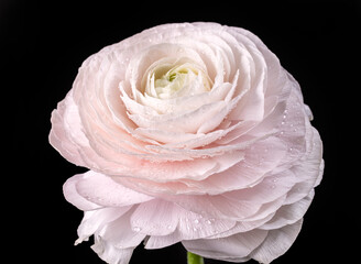 beautiful pink flower - 786710870