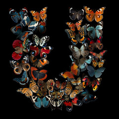 Alphabet made of butterflies on black background. Letter U. 3d rendering