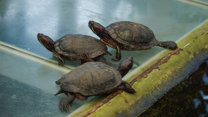 Serene Turtles at Water’s Edge
