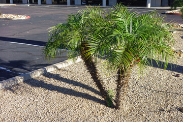 Dwarf palms used in desert style xeriscaped edge of parking lot in Phoenix, Arizona