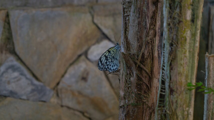 Elegant Rice Paper Butterfly Perch