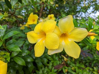 Allamanda Cathartica flower in the morning