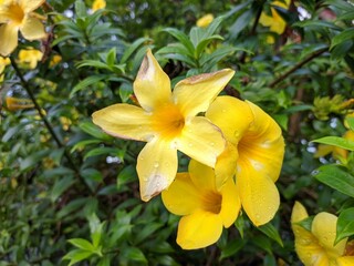 Allamanda Cathartica flower in the morning