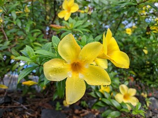 Allamanda Cathartica flower in the morning