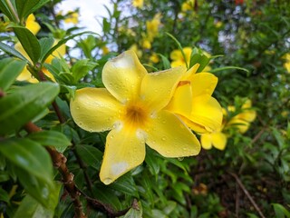 Allamanda Cathartica flower in the morning