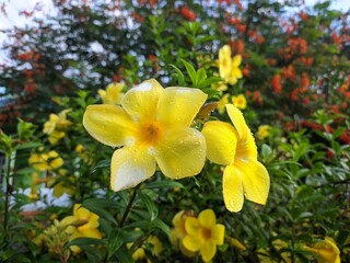 Allamanda Cathartica flower in the morning