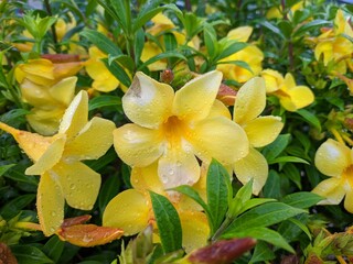 Allamanda Cathartica flower in the morning
