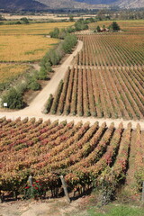 Vineyard at Colchagua valley in Chile