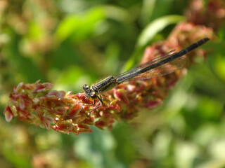 Female blue-tailed damselfly (Ischnura elegans f. infuscans) perching on red inflorescence
