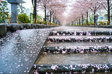 鶴岡八幡宮参道の雨の日の桜