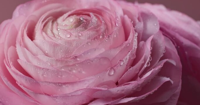 close up of beautiful pink rotating roses with water drops macro on pink background. persian buttercup or Ranunculus flowers